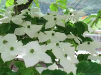 学遊館宿泊棟入り口に咲いているヤマボウシの木の白い花の写真