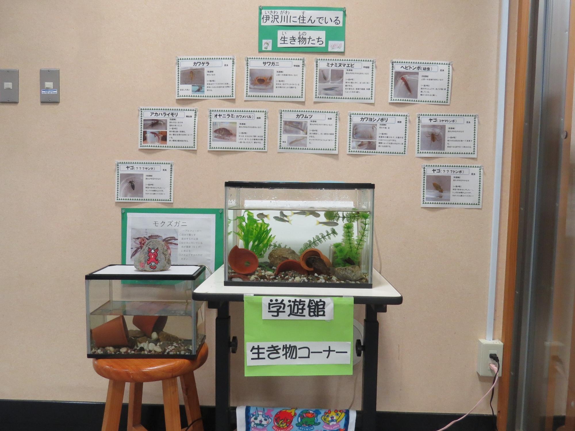 学遊館入り口の展示コーナーで、伊沢川の生き物たちで、水槽で泳いでいる魚の写真