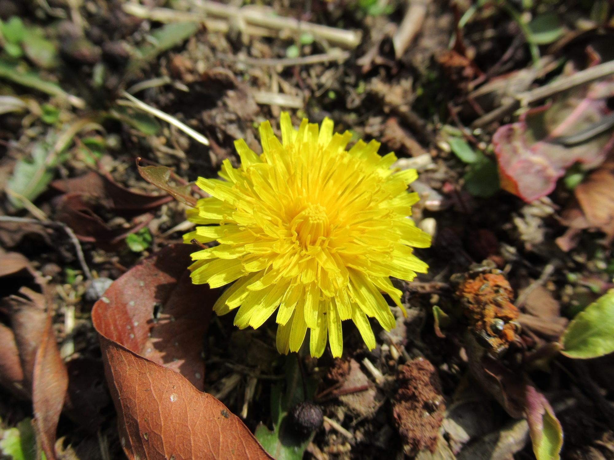 学遊館入り口でたんぽぽの花が大地から顔を出している写真