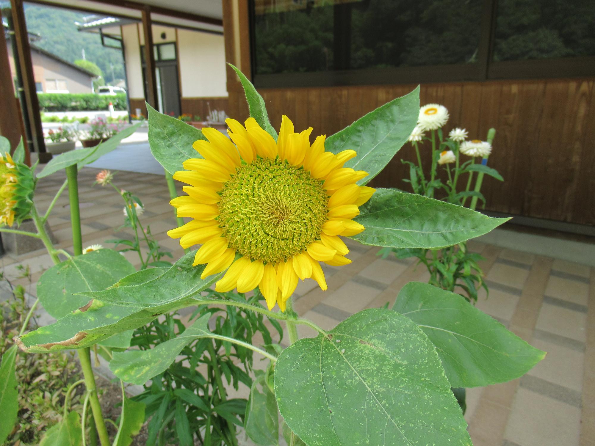 学遊館入り口に咲いたひまわりの写真