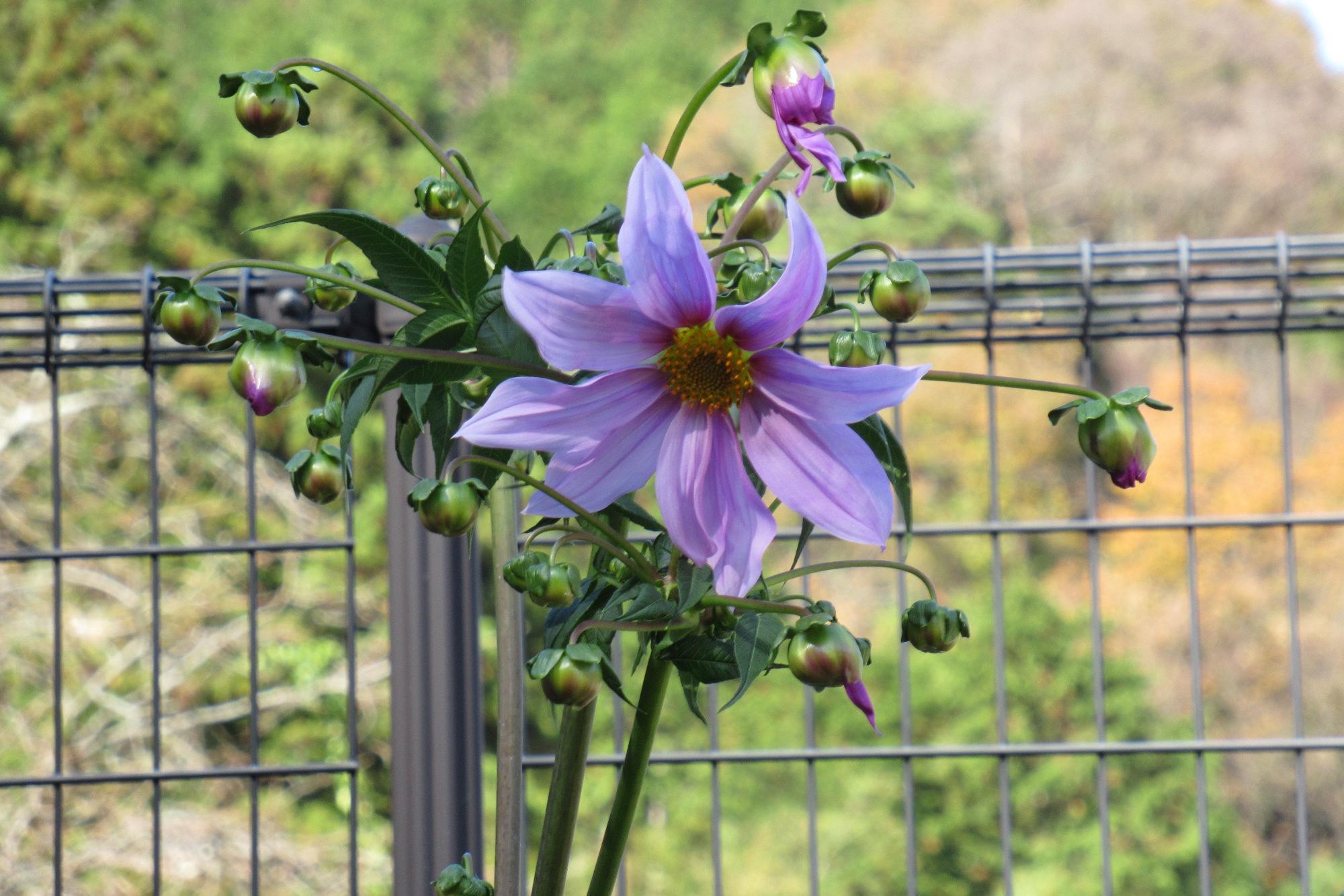 学遊館グランウンド袖の花壇にさいた皇帝ダリアの花の写真