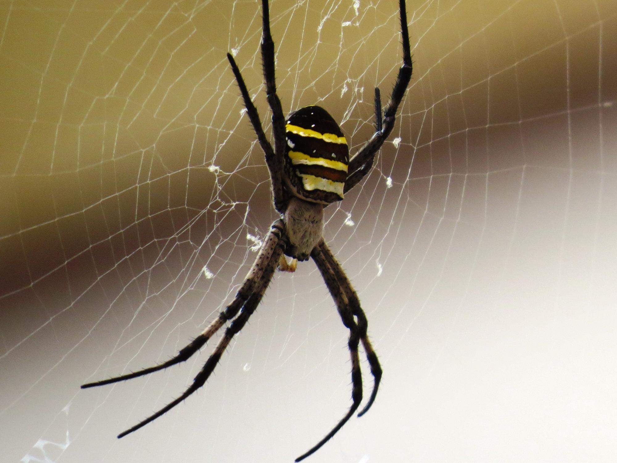 女郎蜘蛛が蜘蛛の巣の中心でじっとしている写真