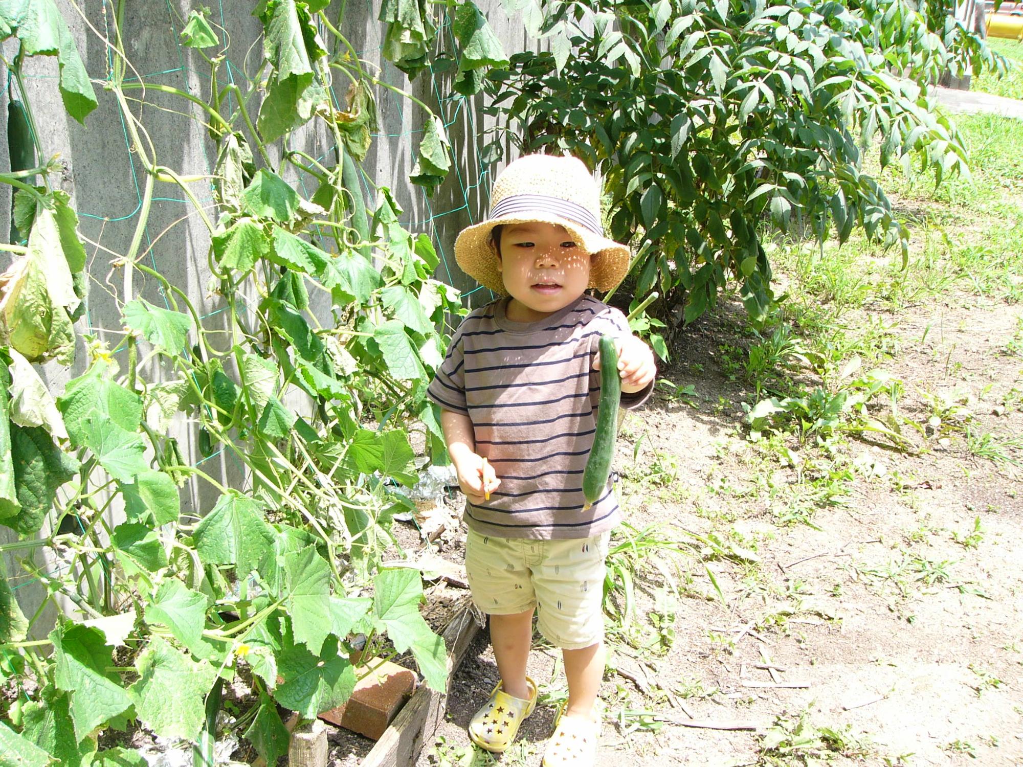 とれたキュウリをうれしそうに見せてくれている男の子の写真