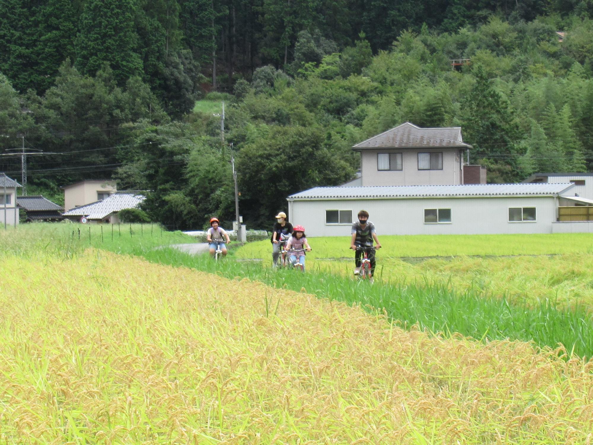 実りの秋の田んぼの中を走り抜ける子どもたちとサポーターの写真