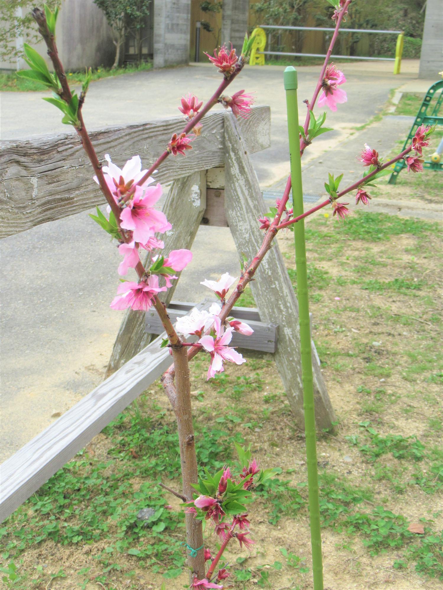 学遊館で花開いた桃の花の写真（4月の風景）