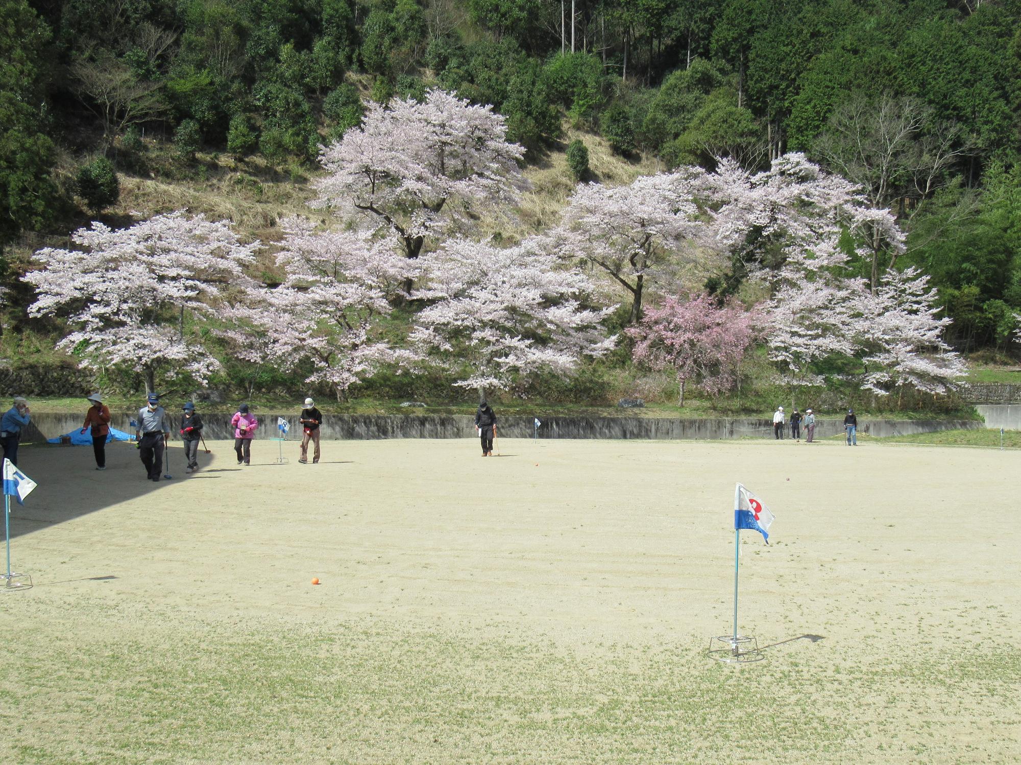 桜が満開の中、ゆうゆう広場でグラウンド・ゴルフを楽しまれている人たちの写真