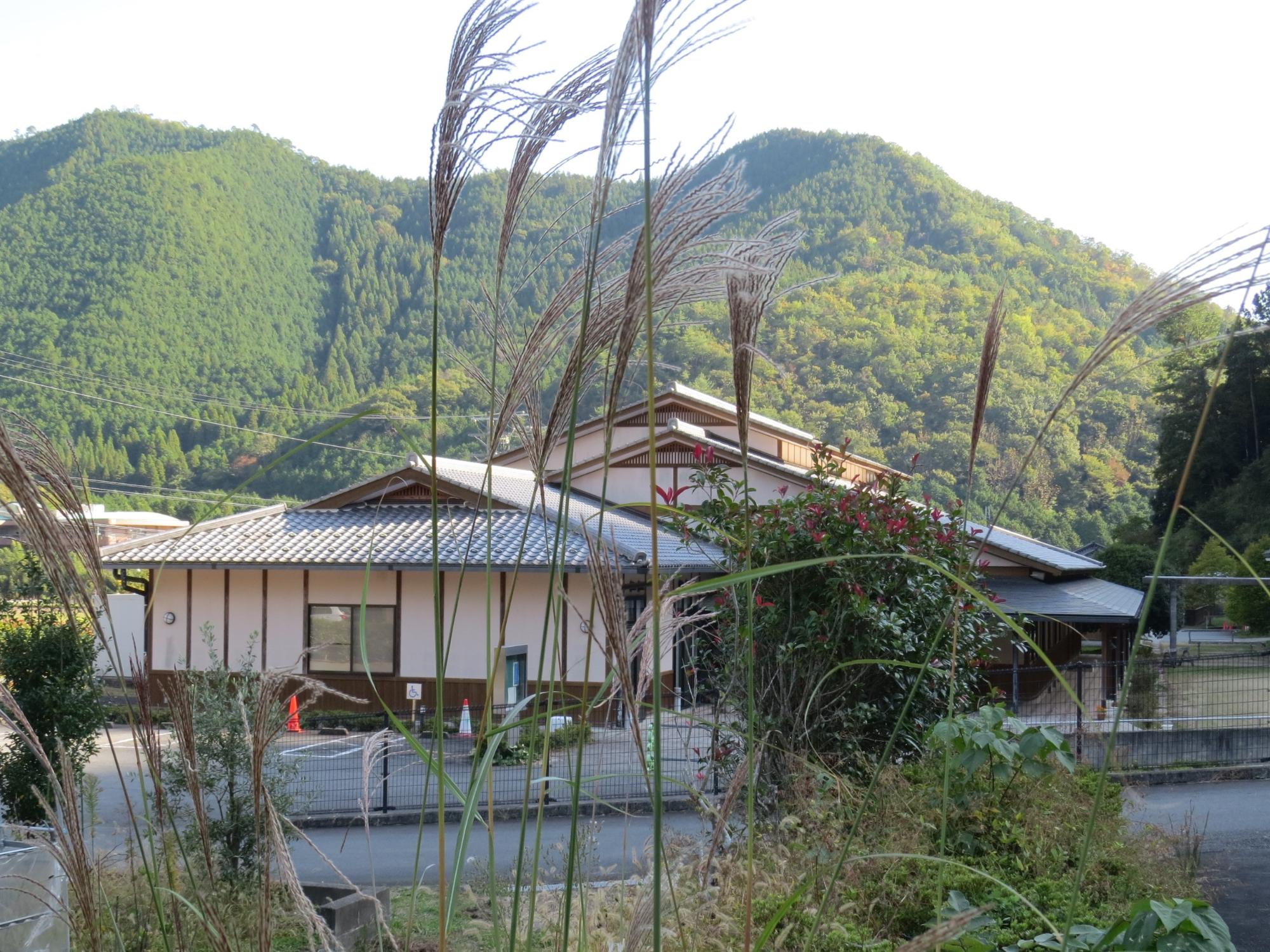 学遊館入り口駐車場のススキの風景写真