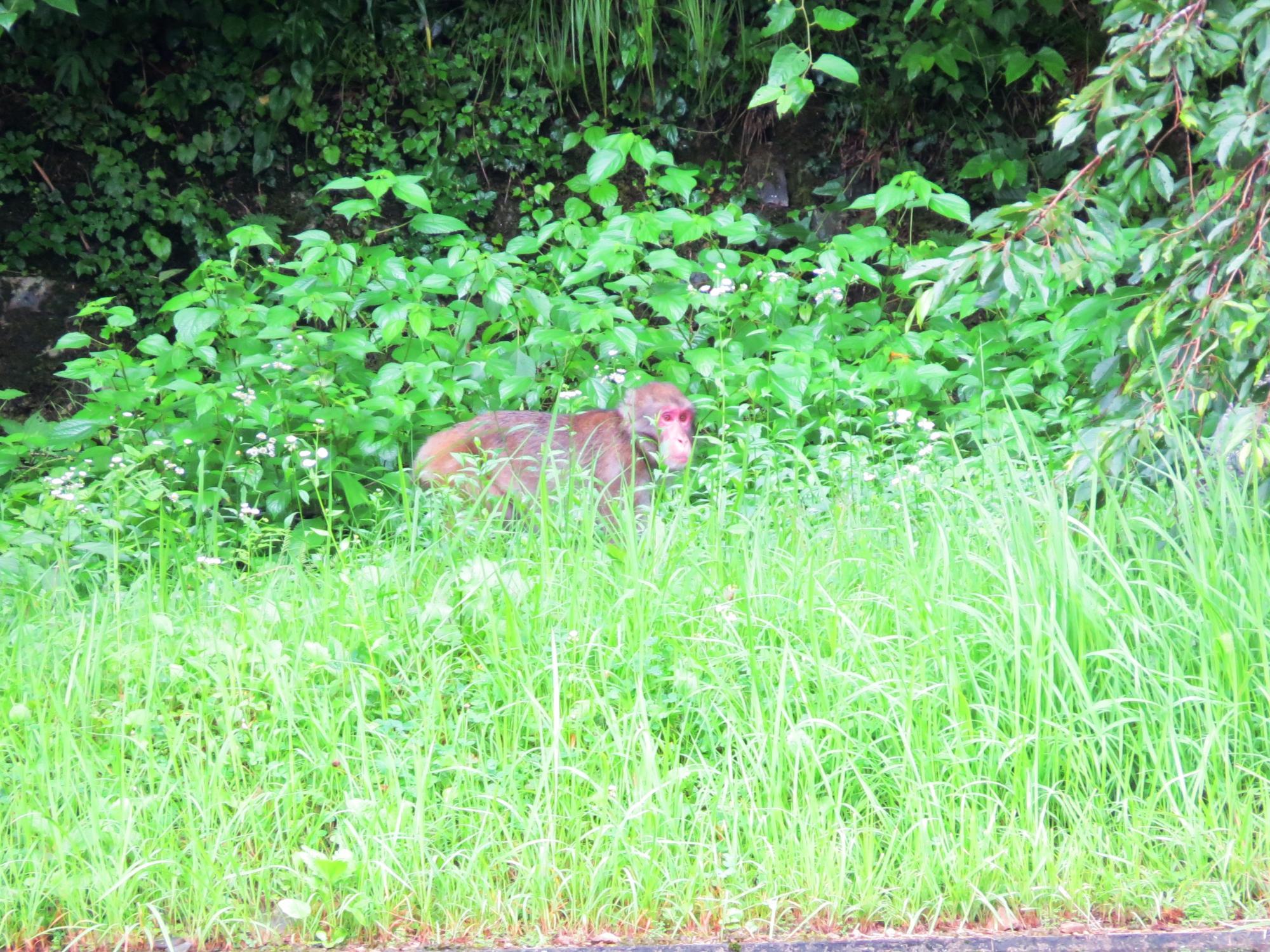 学遊館裏山に遊びに出てきたサルの写真