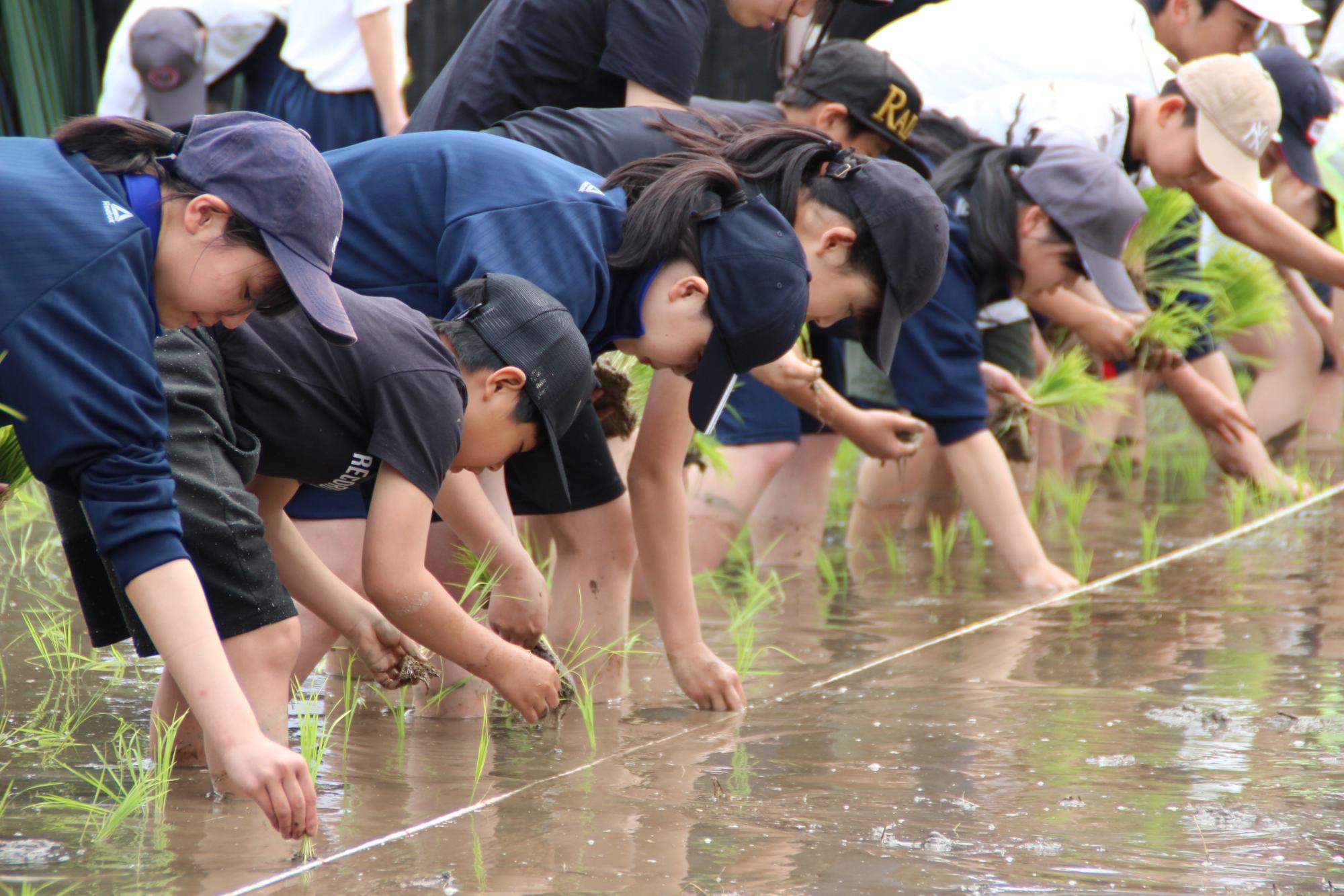 生徒たちが横一列になって手で苗を植えている画像