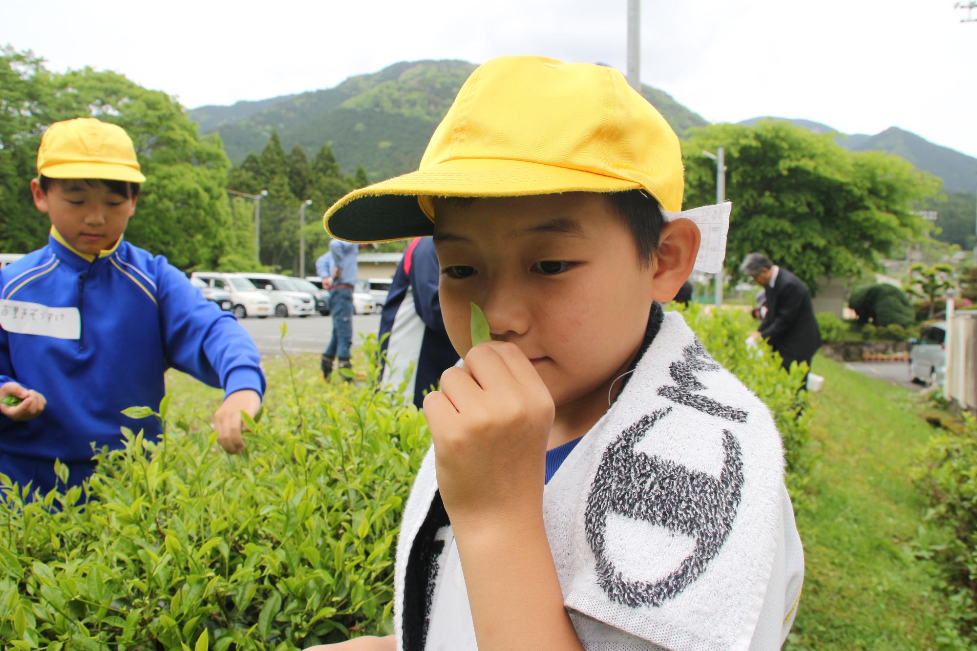 小学生が摘み取った茶葉を鼻にあてて匂いを確認している写真