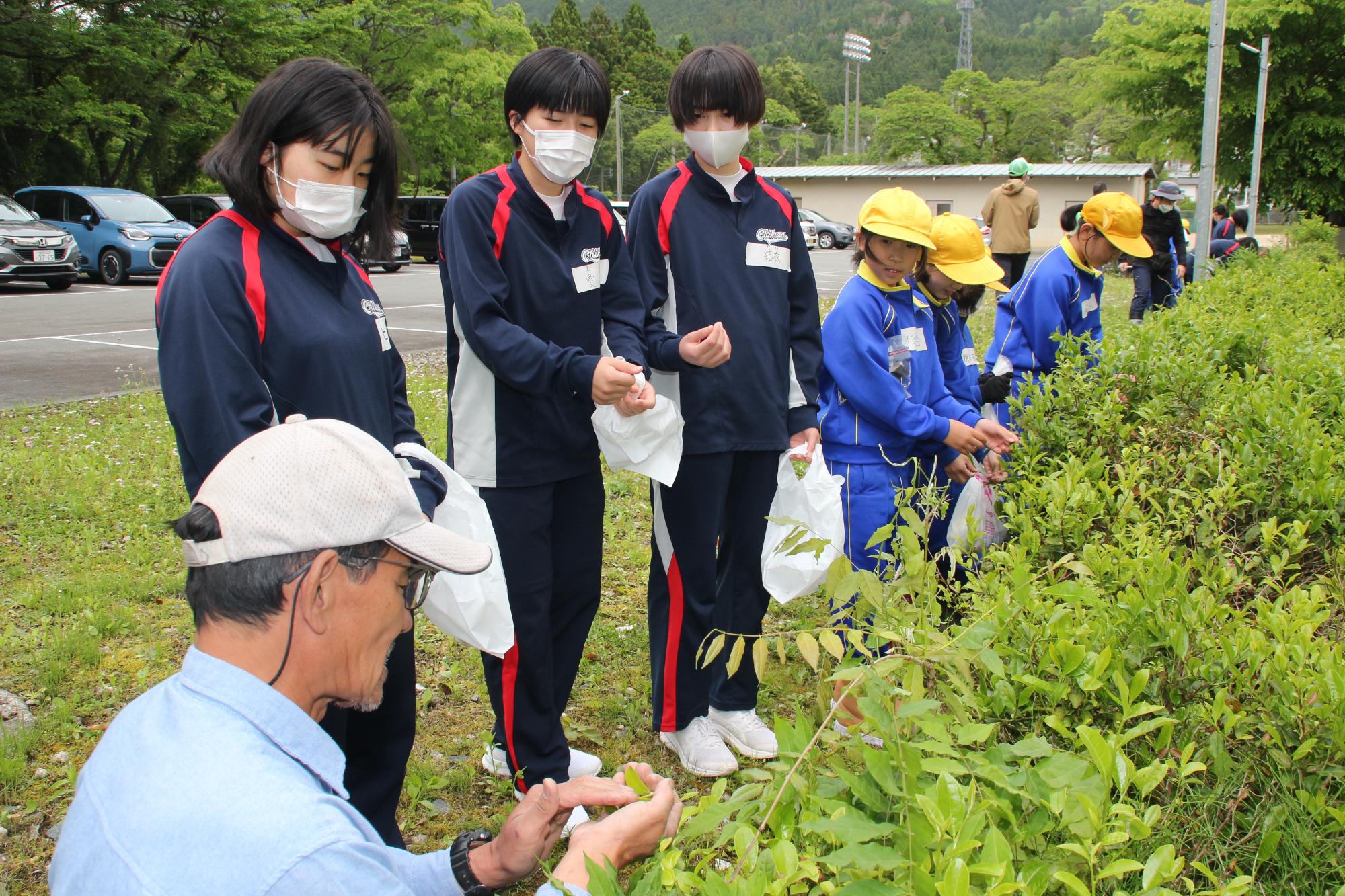 3人の中学生が講師から摘み取りする茶葉の説明を受けている写真