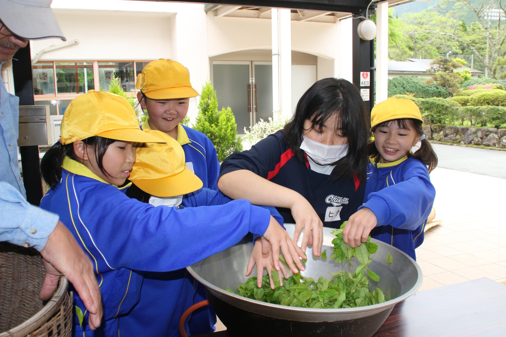 小学生と中学生が協力し、摘んだ茶葉を鍋で煎る作業をしている写真