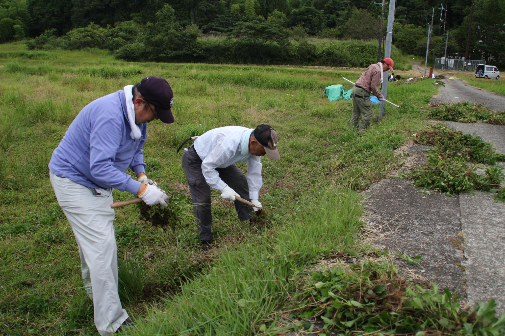 地域住民を中心に参加したボランティアが手にもった鎌でフランスギクを掘り起こしている写真