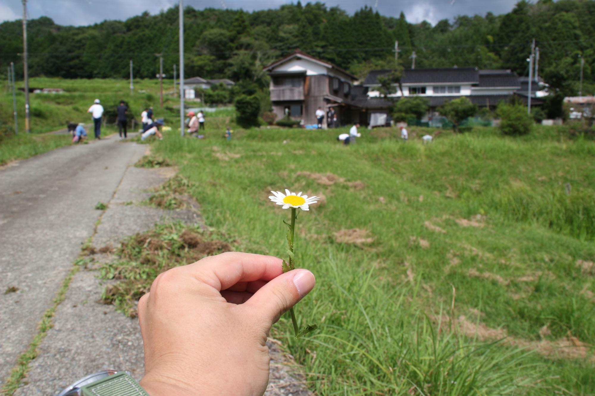 フランスギクの花を手に持っている写真