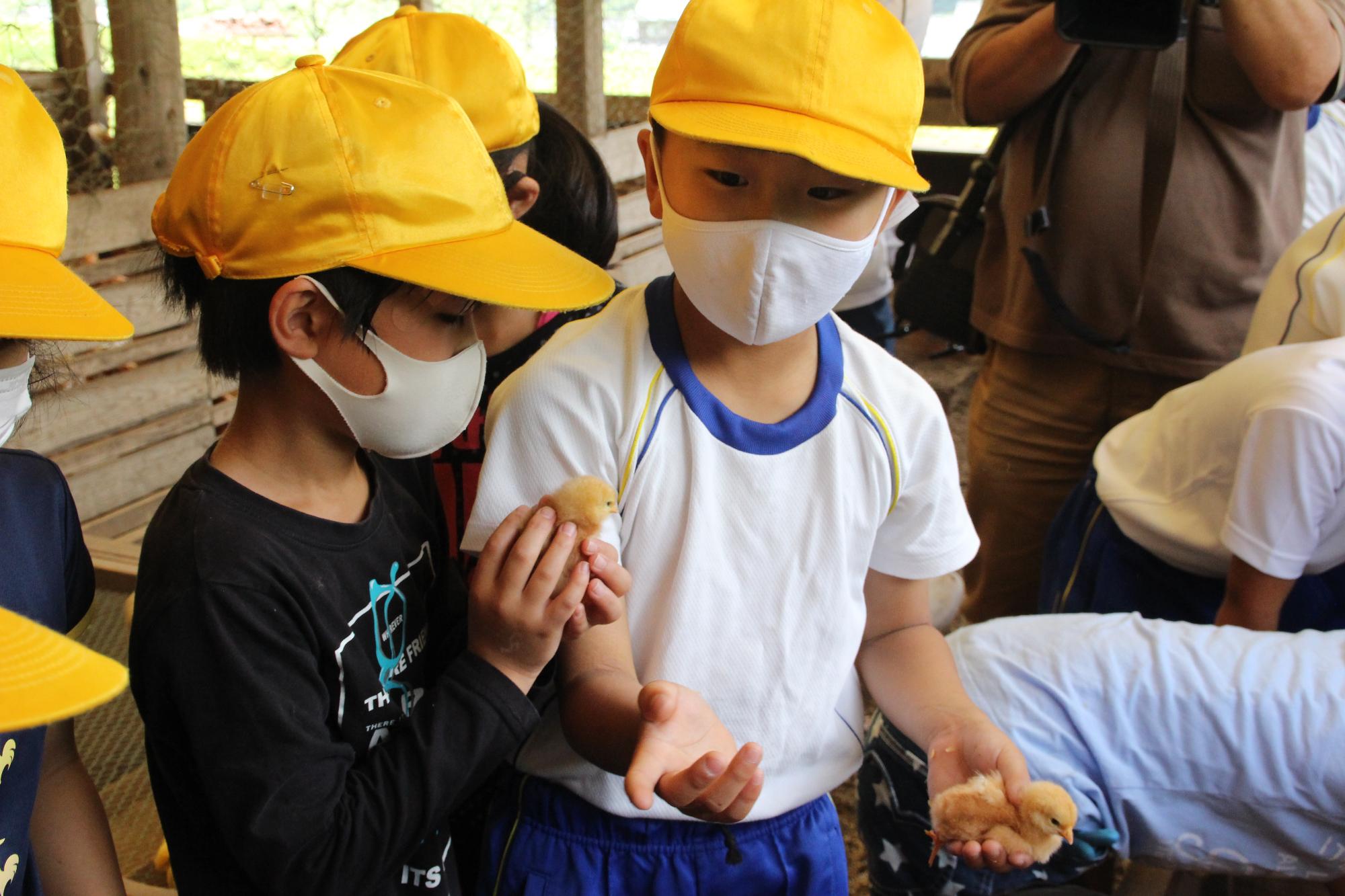 ひよこを大事そうに抱える小学生の男児2名の写真