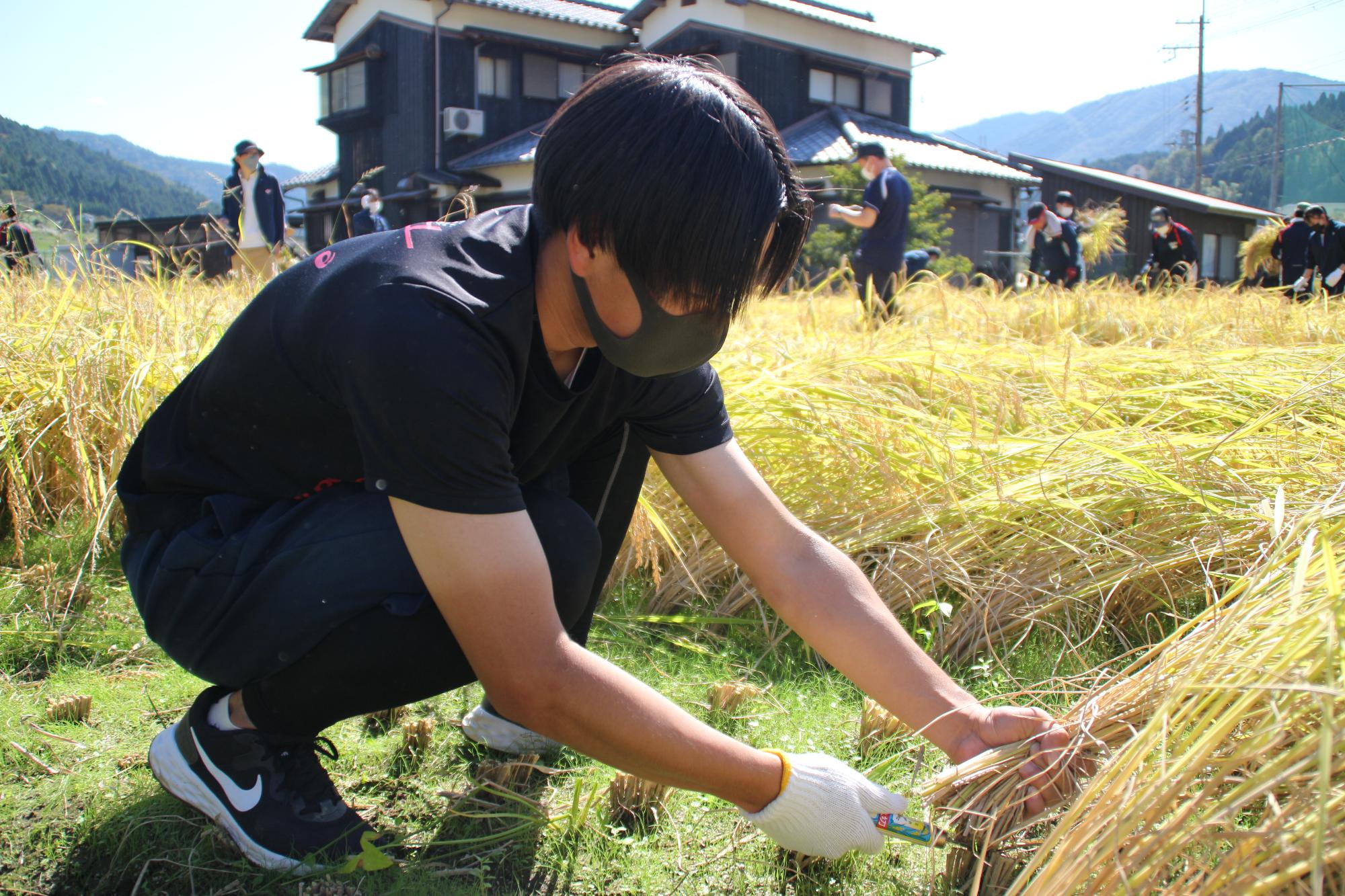 丁寧に稲を手で刈り取っている高校生の写真