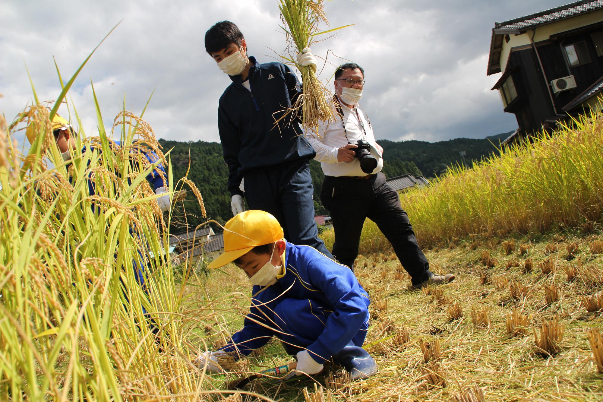 鎌を使って稲を刈っている小学生とそれをサポートしている高校生の写真