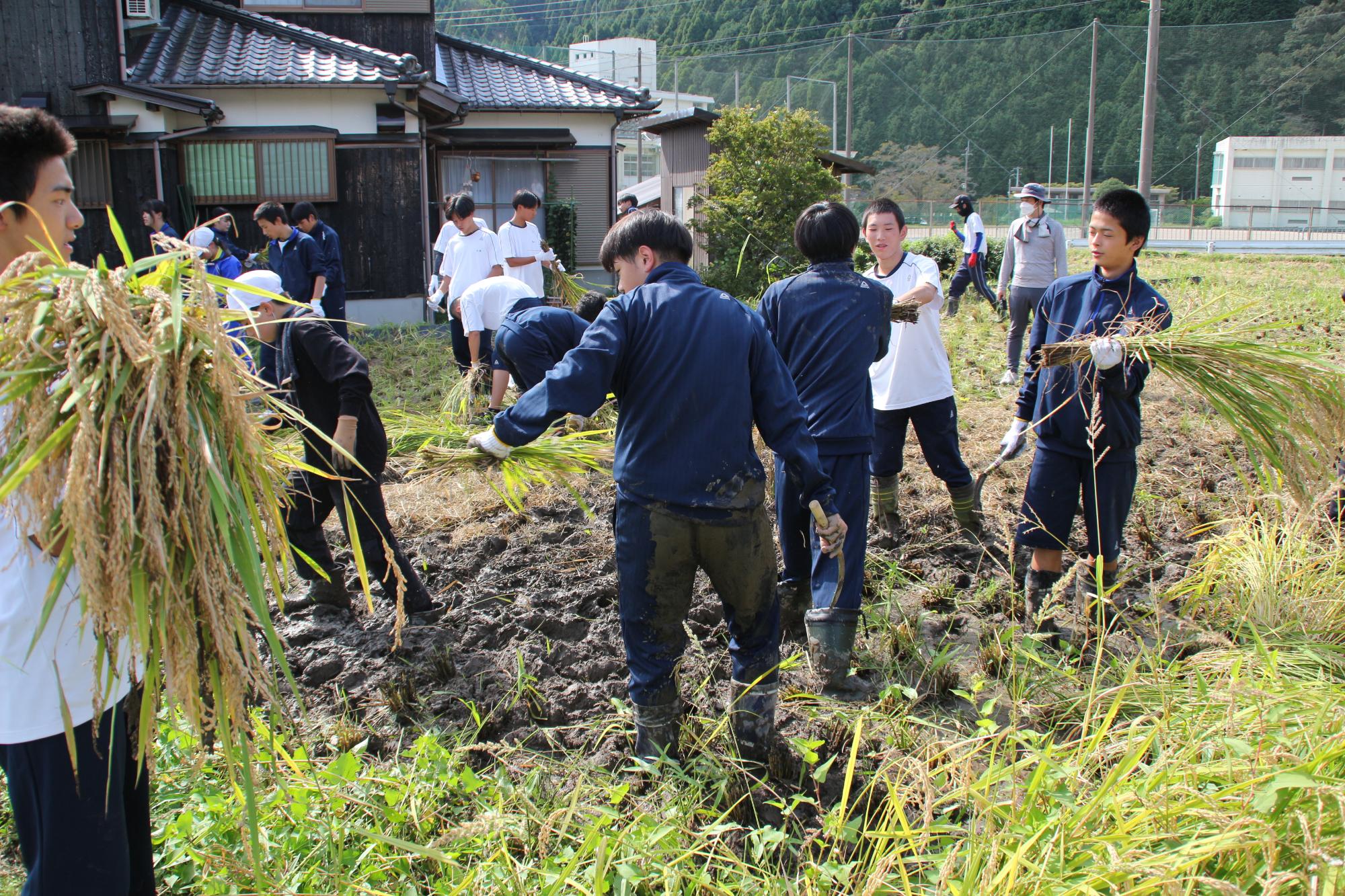 複数人の高校生が稲の刈り取りと刈り取った稲の運搬など役割分担して作業をしている写真