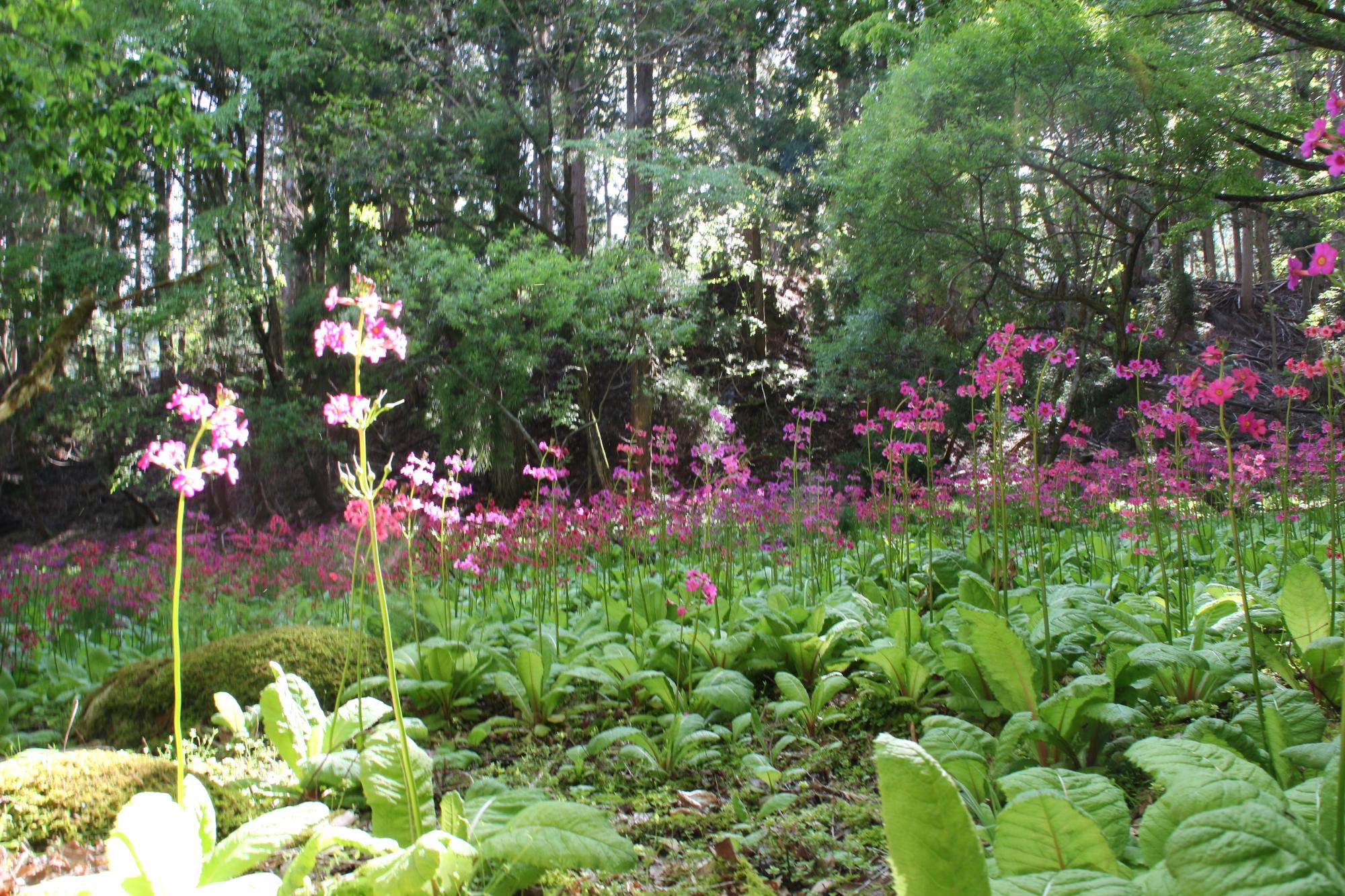 ちくさ湿原のクリンソウが群生して開花している写真