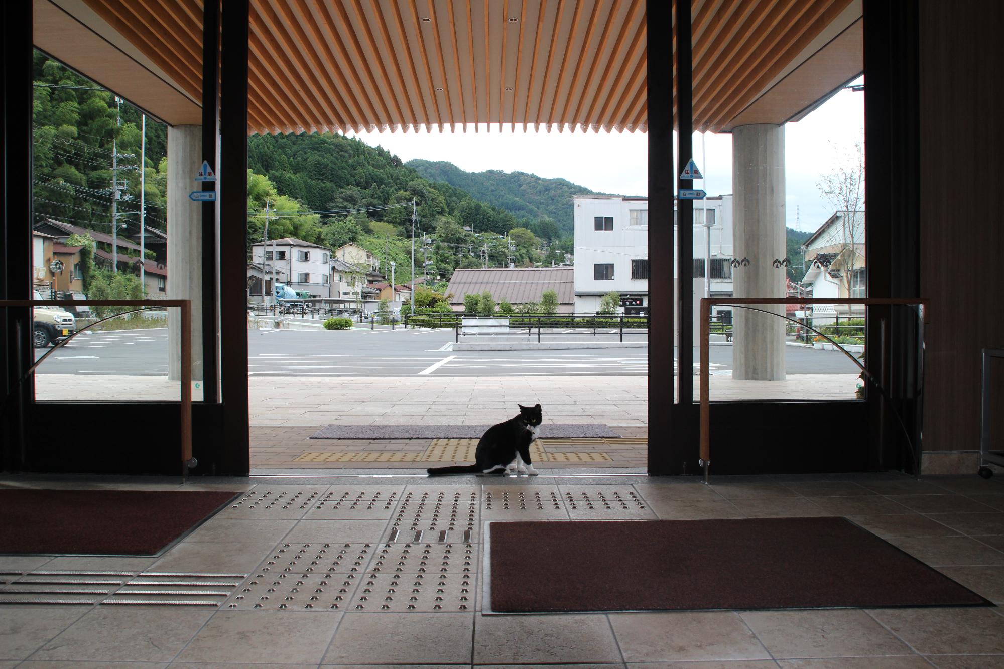 建物玄関の自動ドアの真ん中に佇む猫の写真