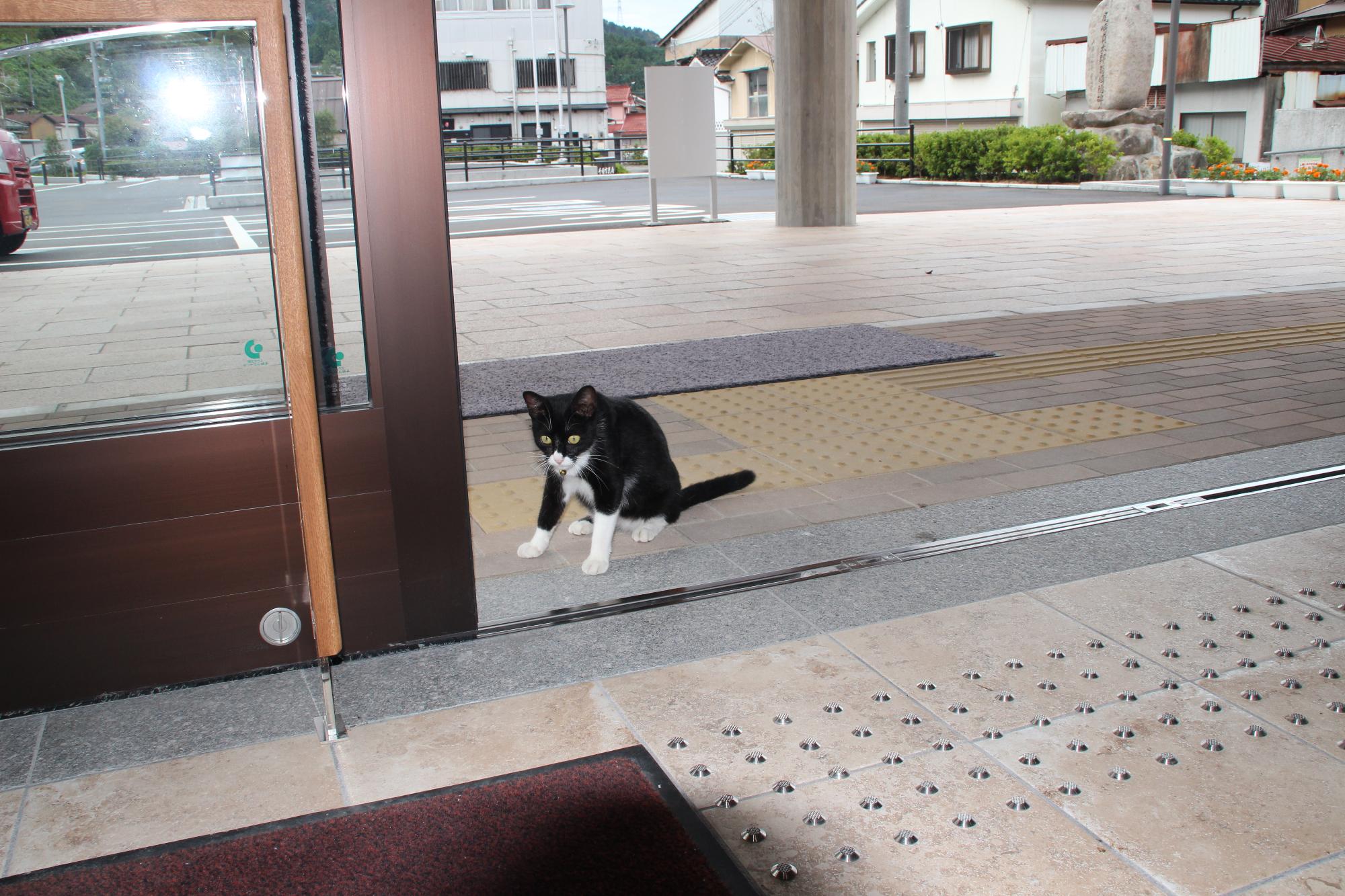 自動ドアが気になるようで、開けては閉めてを繰り返す猫の様子