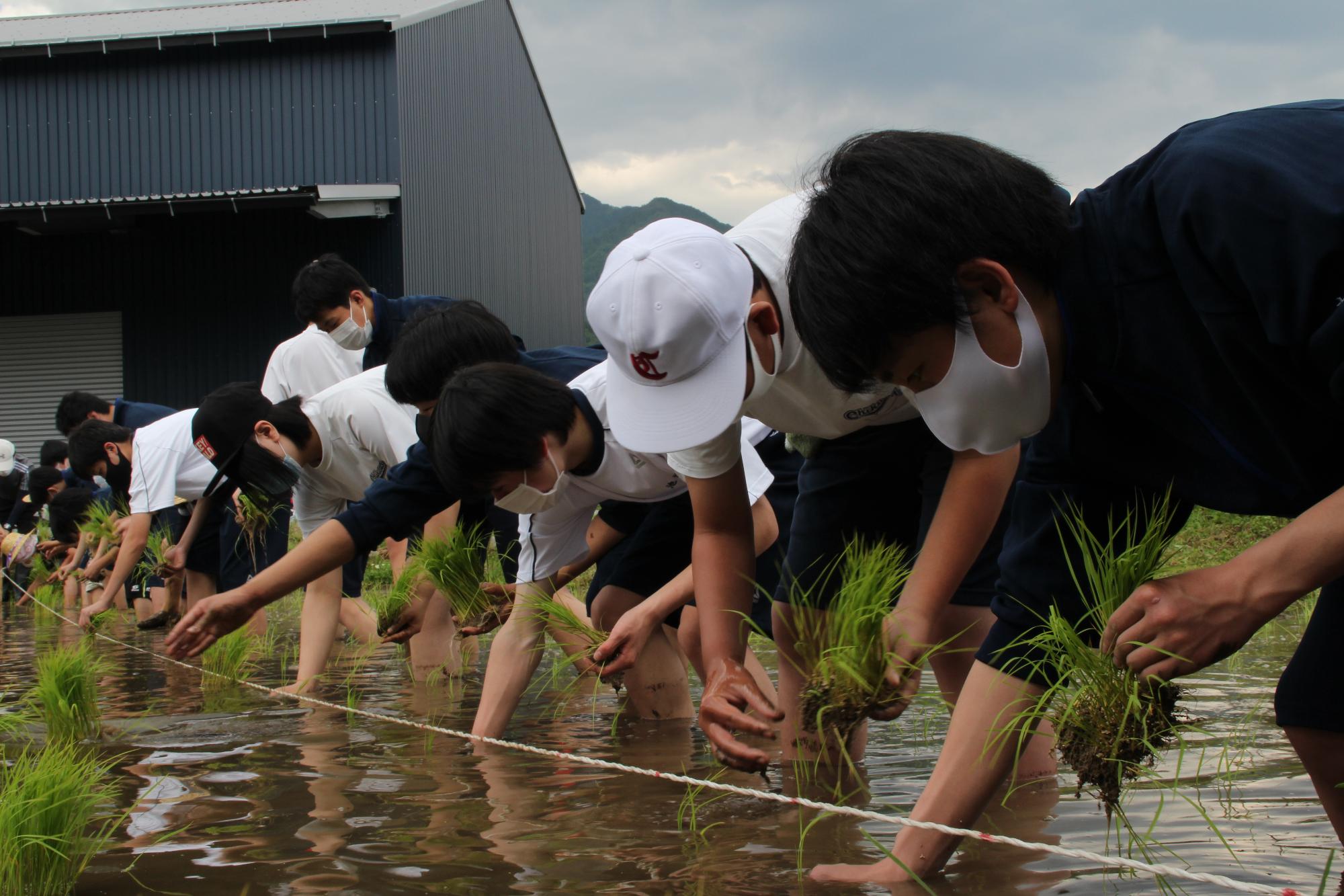 中学生と高校生が一列に並んで稲の苗を手植えしている写真