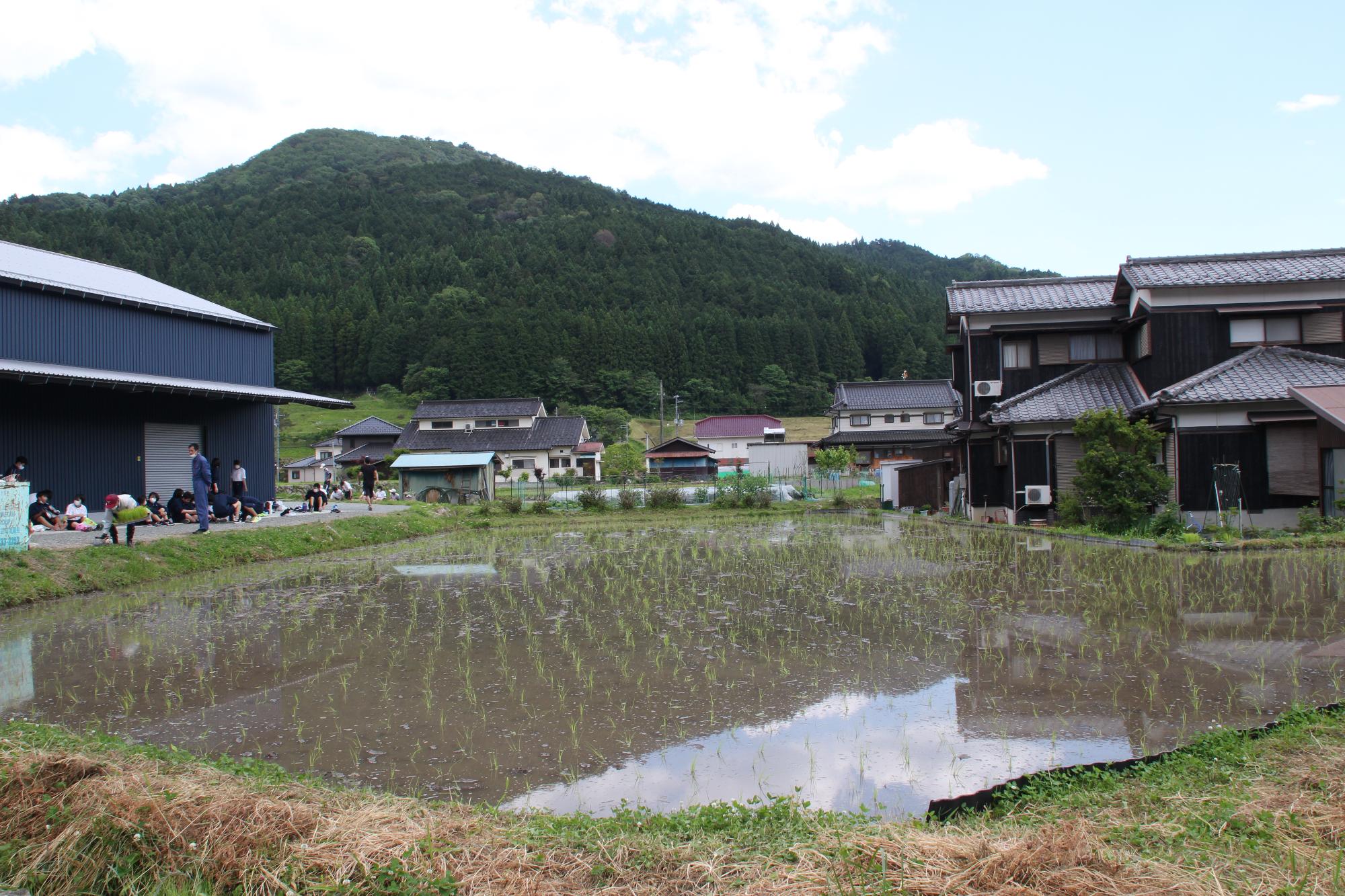 植えられた稲の苗が整然と並んでいる水田の写真
