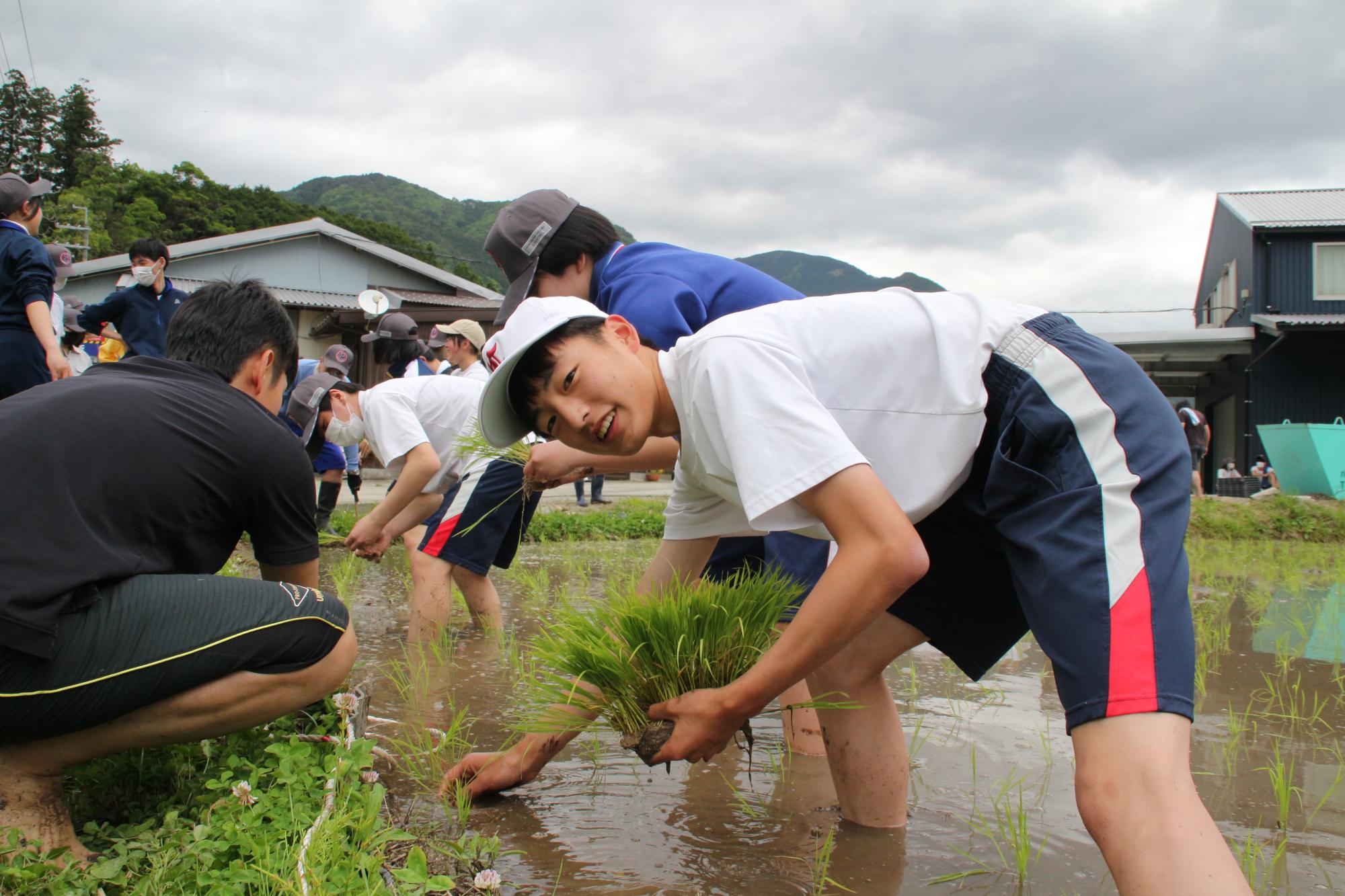 千種中学校の生徒がイネの苗束を片手に一本一本手植えしている写真