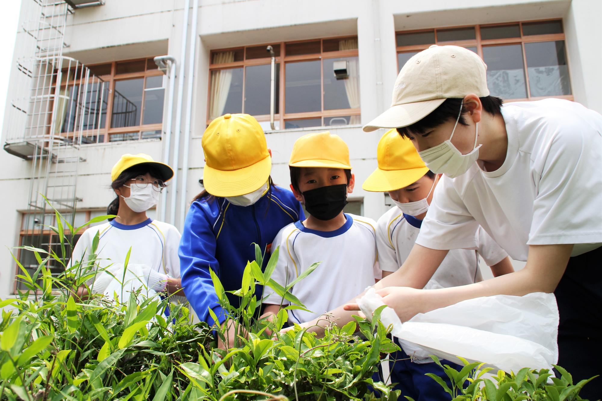 千種中学校の生徒から摘み方を教わって、茶葉を摘む小学生の様子