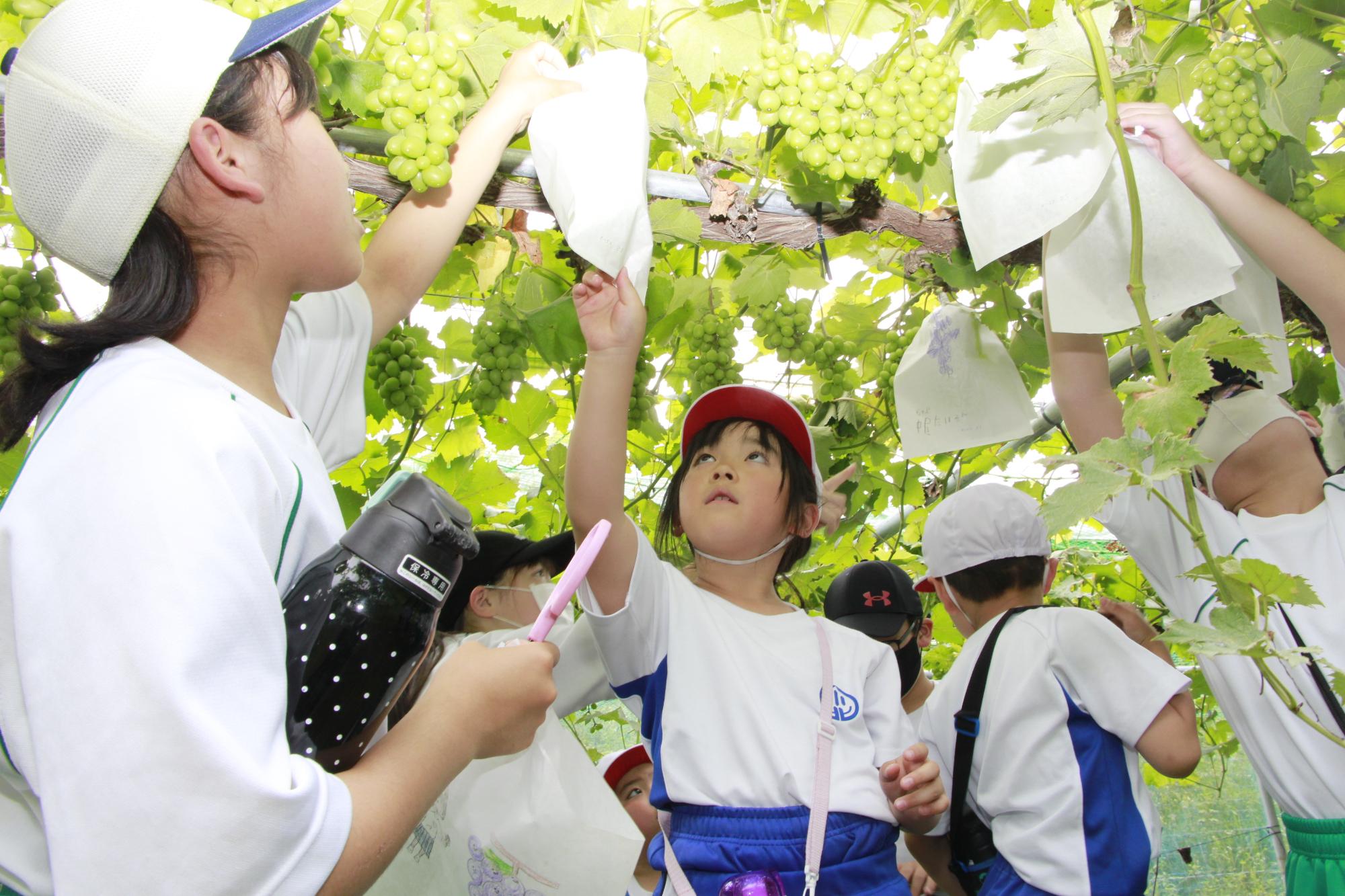 山崎町のブドウ園で一北学園の1,2,7年生がシャインマスカットの房に害虫除けの袋を掛けている写真
